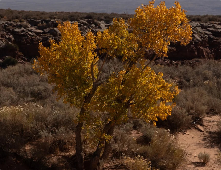 Golden autumn tree in the desert